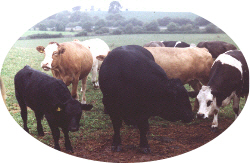 Picture of the suckler Herd Picture of the suckler Herd